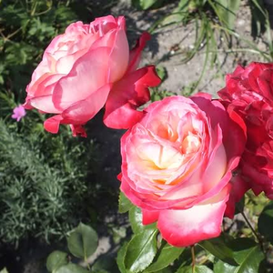 Galben-alb, marginile bordo - trandafir teahibrid